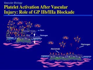 Intravenous GP IIb/IIIa Inhibitors