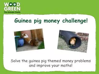 Guinea pig money challenge!