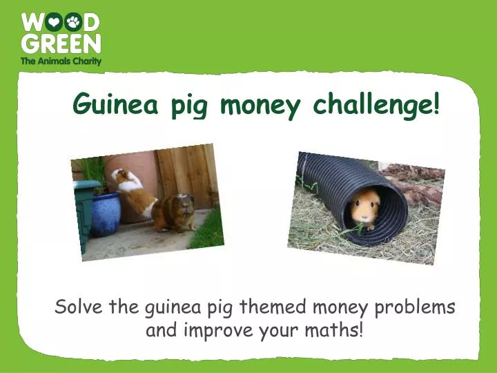 guinea pig money challenge