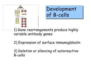 Development of B-cells