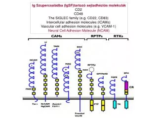 Ig Szupercsaládba (IgSF)tartozó sejtadhéziós molekulák CD2 CD48