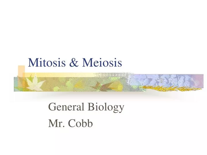 mitosis meiosis