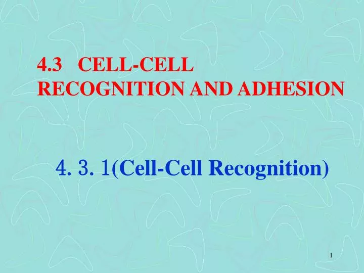 4 3 cell cell recognition and adhesion