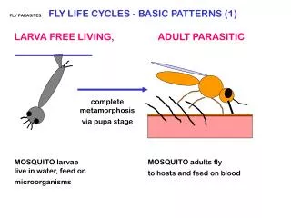 FLY PARASITES FLY LIFE CYCLES - BASIC PATTERNS (1)