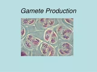 Gamete Production