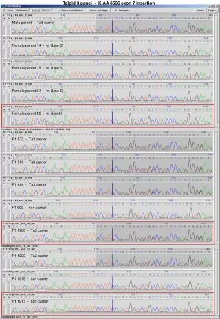 Talpid 3 panel - KIAA 0586 exon 7 insertion