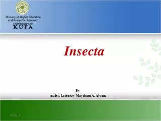 Insecta