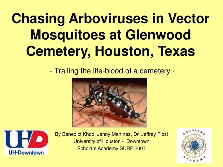 chasing arboviruses in vector mosquitoes at glenwood cemetery houston texas