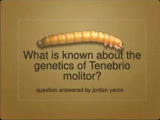 What is known about the genetics of Tenebrio molitor?