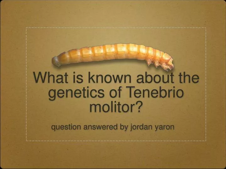 what is known about the genetics of tenebrio molitor