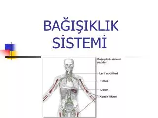 ba i iklik s stem