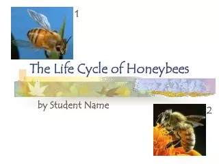 The Life Cycle of Honeybees