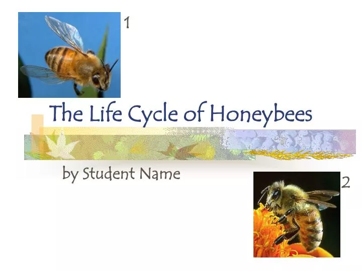the life cycle of honeybees