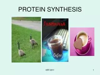 protein synthesis