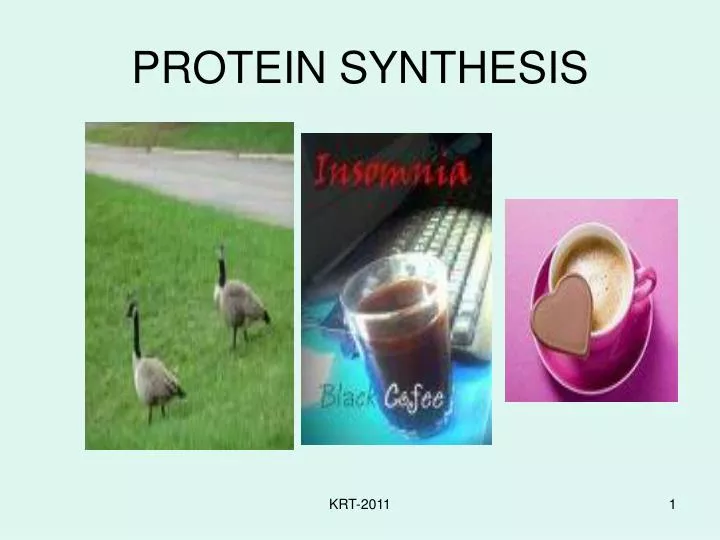 protein synthesis