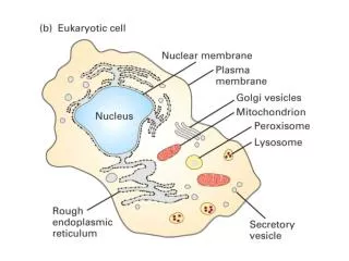 ~50% of the cell volume is in membrane bound organelles