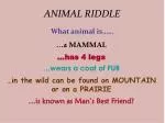 ANIMAL RIDDLE - slide 1