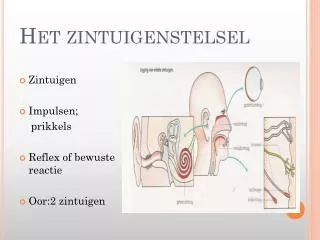 het zintuigenstelsel
