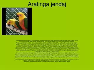 aratinga jendaj