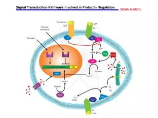 Signal Transduction Pathways Involved in Prolactin Regulation