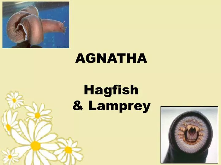 agnatha hagfish lamprey