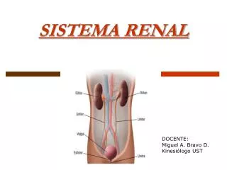 sistema renal