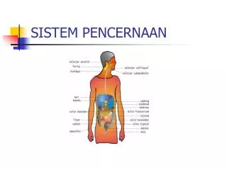 sistem pencernaan