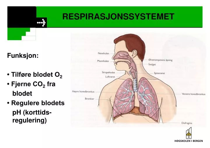 respirasjonssystemet