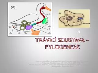tr vic soustava fylogeneze