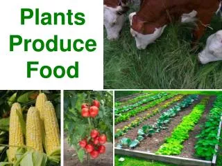 Plants Produce Food