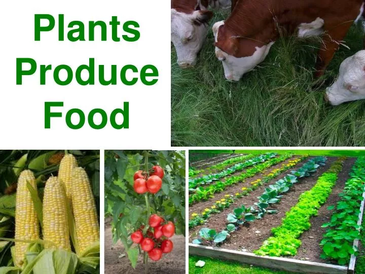 plants produce food