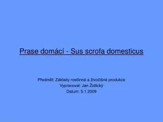 prase dom c sus scrofa domesticus