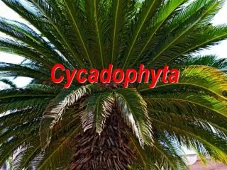 cycadophyta
