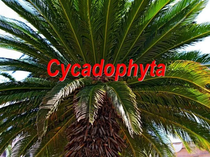 cycadophyta