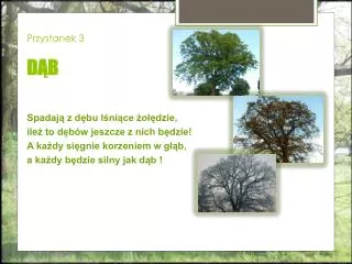 przystanek 3 d b