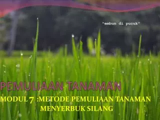 pemuliaan tanaman