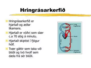 hringr sarkerfi