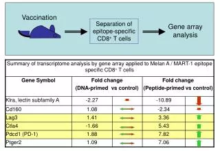 Separation of epitope-specific CD8 + T cells