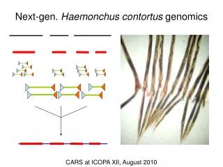 Next-gen. Haemonchus contortus genomics