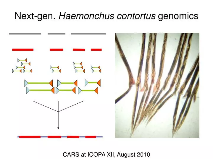 next gen haemonchus contortus genomics