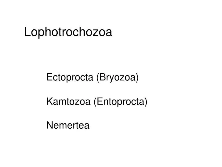 lophotrochozoa ectoprocta bryozoa kamtozoa entoprocta nemertea