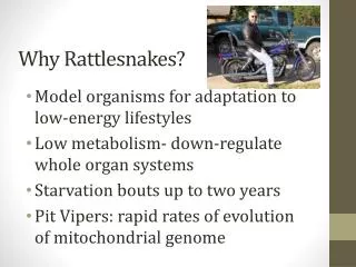 Why Rattlesnakes?