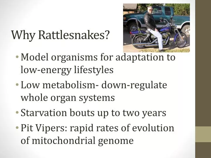 why rattlesnakes