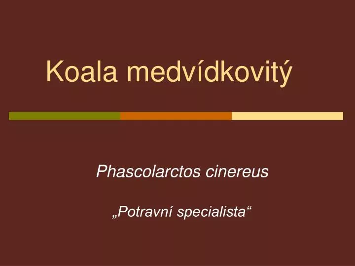 koala medv dkovit