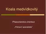 Koala medvídkovitý - slide 1