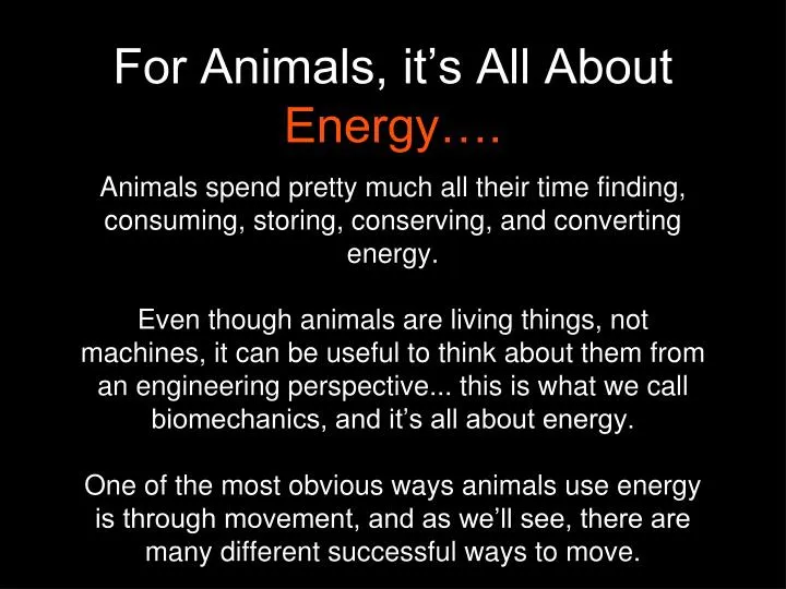 for animals it s all about energy