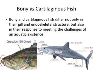 Bony vs Cartilaginous Fish