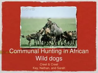 Communal Hunting in African Wild dogs