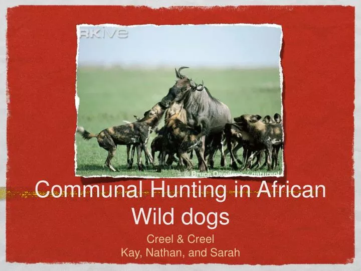 communal hunting in african wild dogs