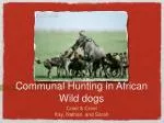 Communal Hunting in African Wild dogs